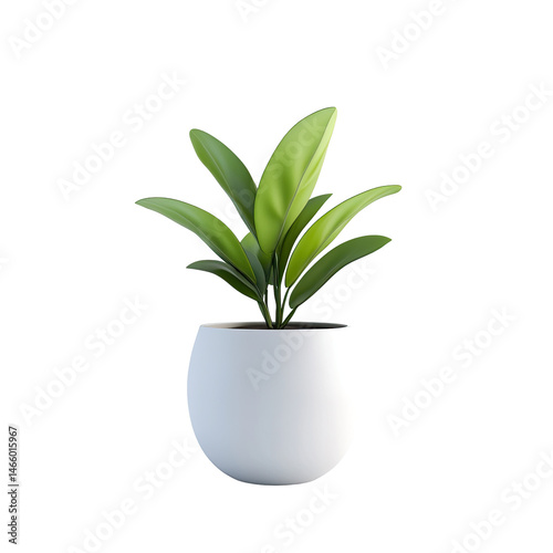 Indoor plant in white pot