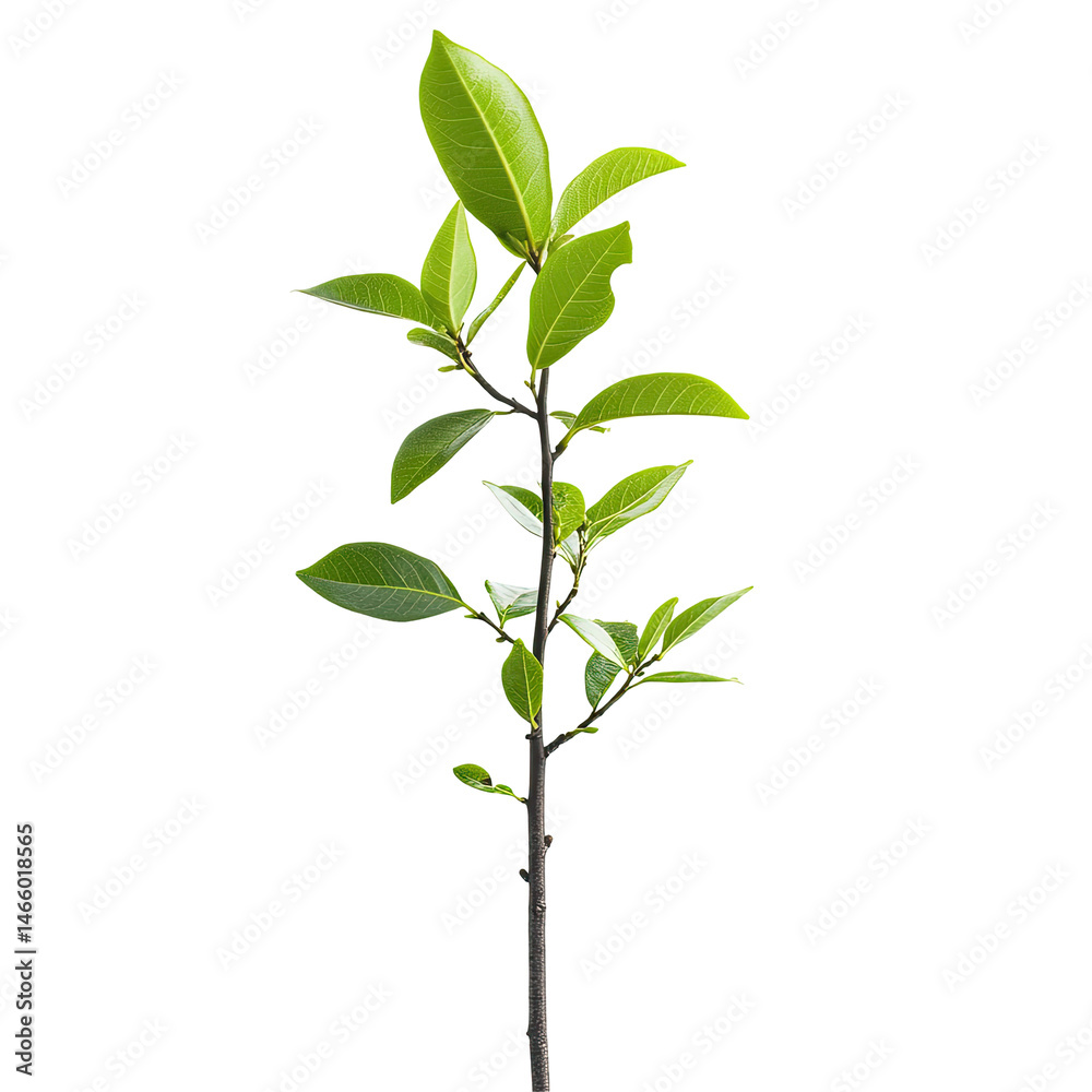 Obraz premium Young plant with vibrant leaves