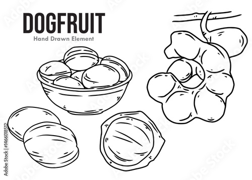vector illustration of a set of DOGFRUIT