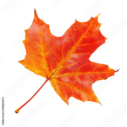 Autumn Leaf on Black Background photo