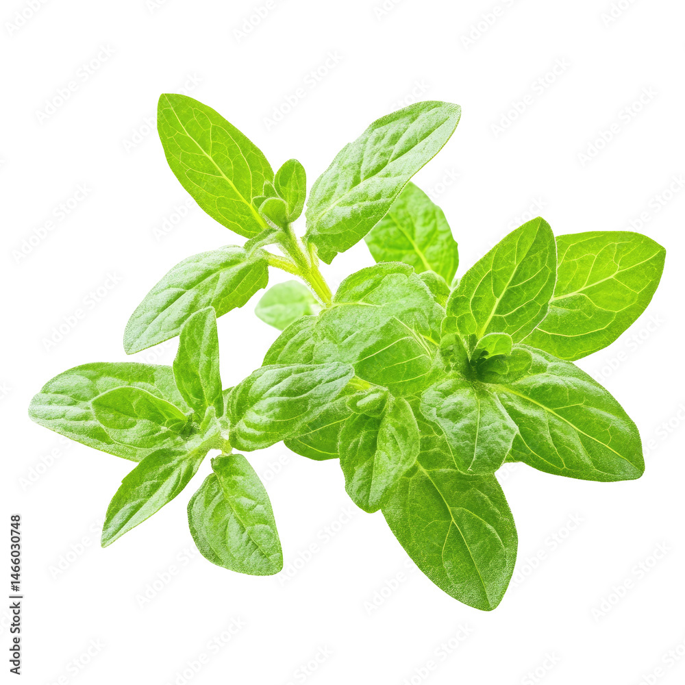 Fresh oregano sprig close-up Fresh oregano sprig close-up