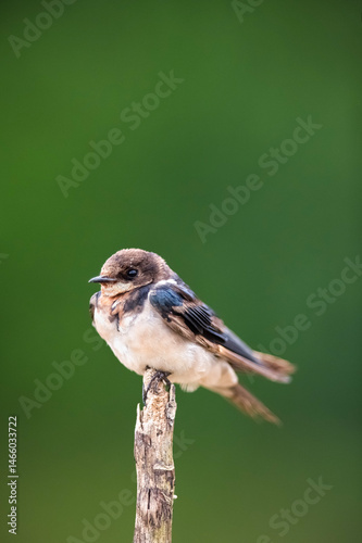 blue tit on a branch