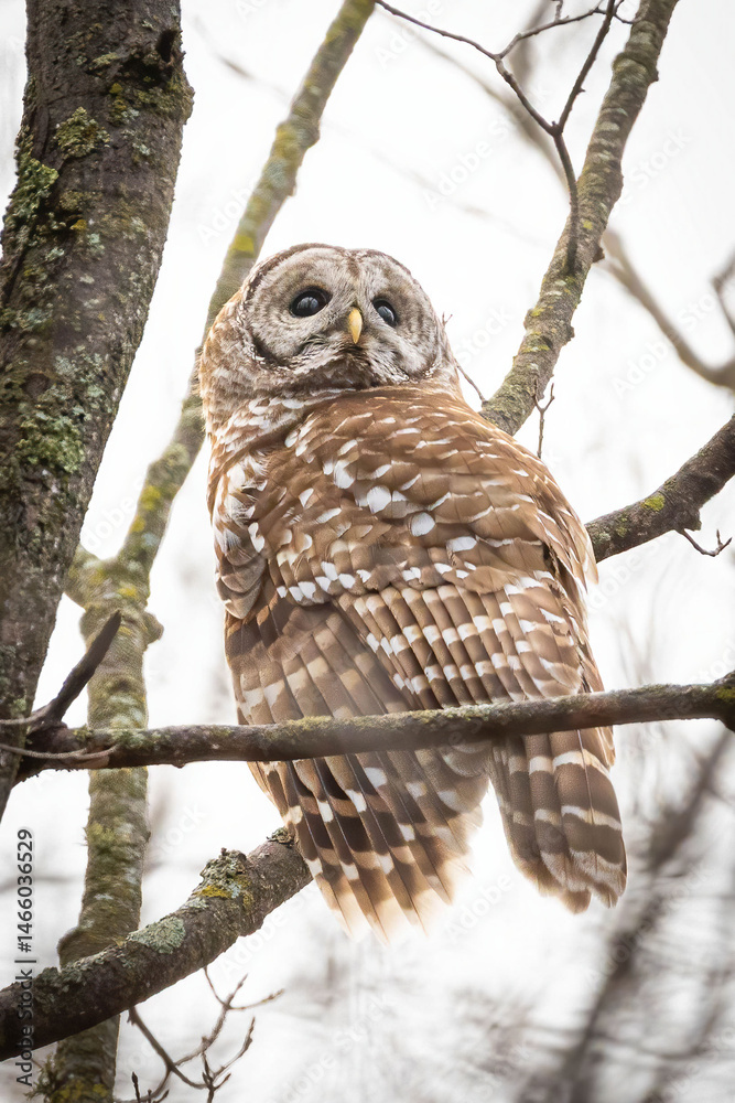 Fototapeta premium Barred Owl Close-Up Portrait on Tree