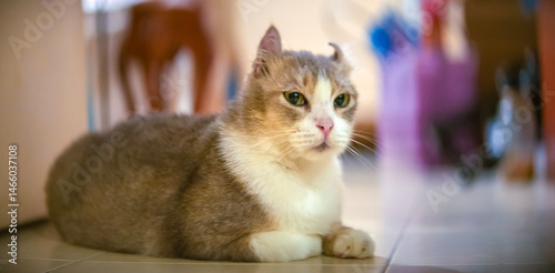 cat