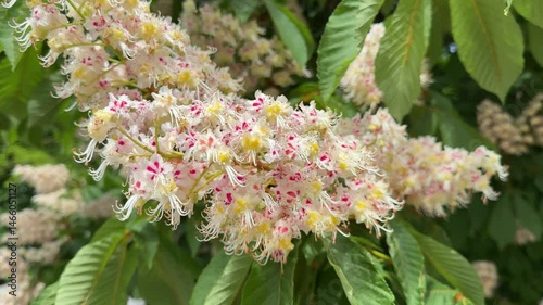 Flowers of horse chestnut tree s in large pyramidal inflorescences often known as 'candles'.
