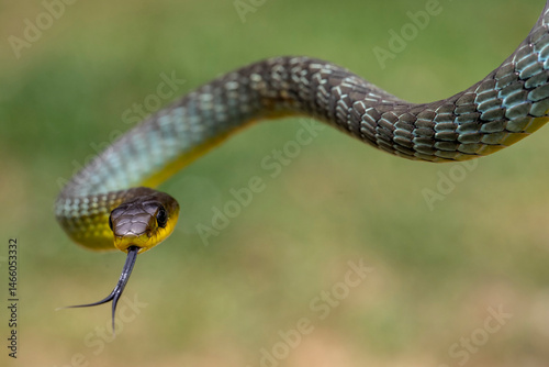 Australian Common Tree Snake flickering it's tongue photo