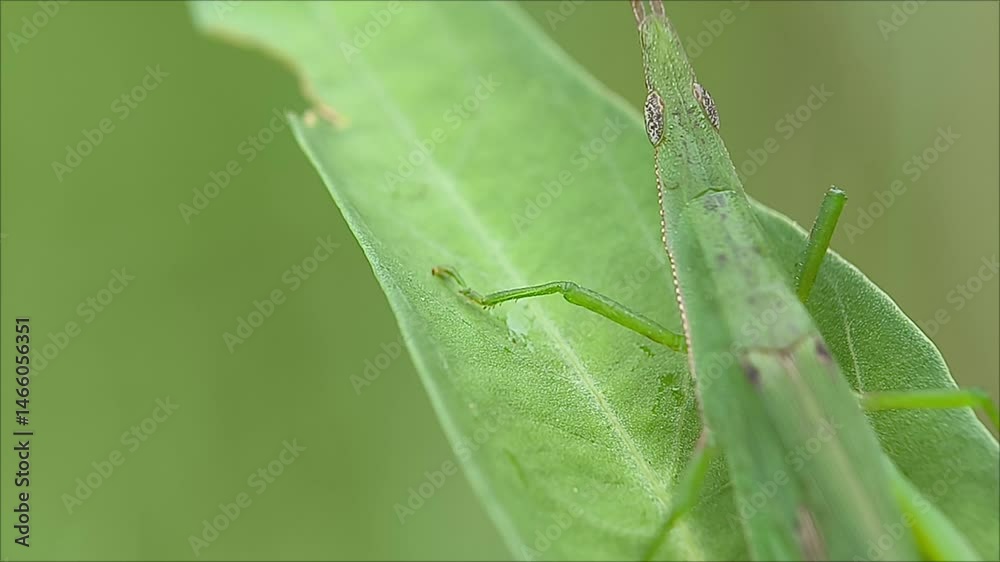 (Acrida cinerea) Oriental long-headed grasshopper or Chinese grasshopper. although this name is also applied to Oxya chinensis, (Acrida cinerea) Oriental long-headed grasshopper or Chinese grasshopper. although this name is also applied to Oxya chinensis,