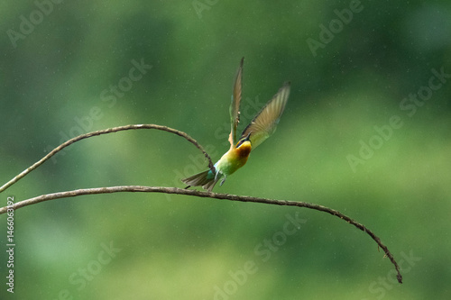 bee eater bird