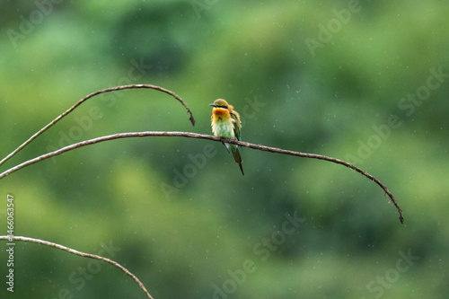 green bee eater
