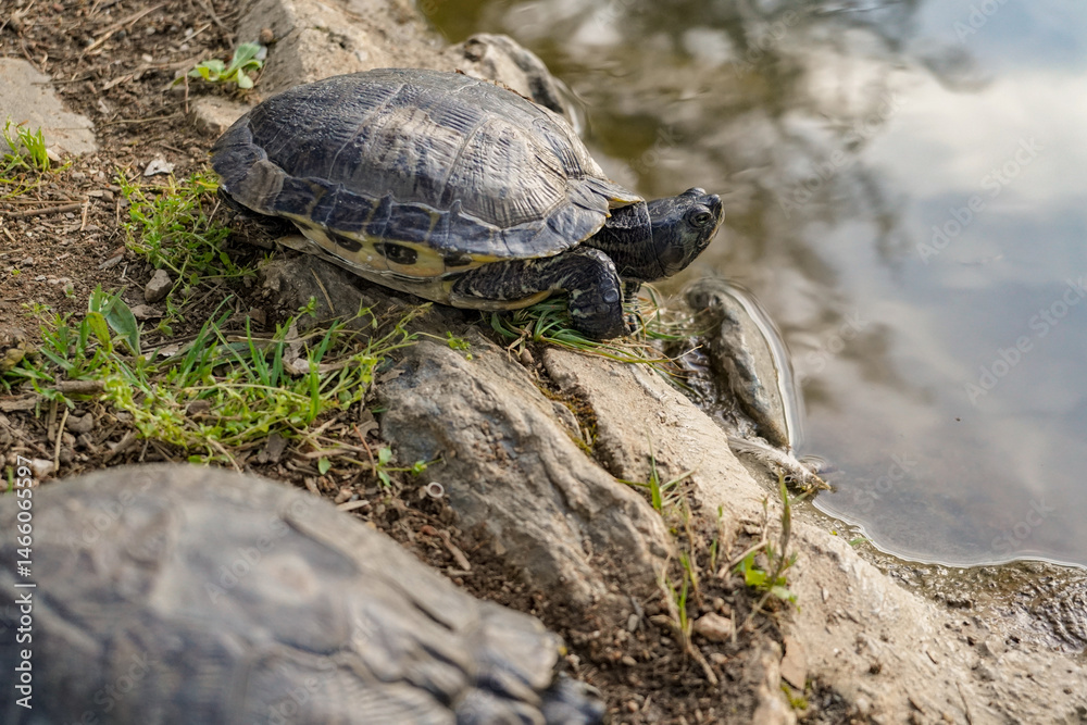 Fototapeta premium tortoise from Greece closse to the water