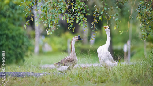 goose in the park