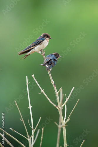 black backed shrike