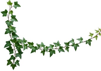 Ivy vine border with green leaves isolated on white background for design element