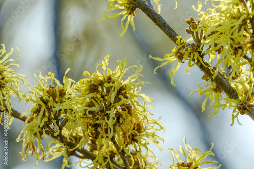 Obraz na płótnie 光を浴びるマンサクの花 w salonie