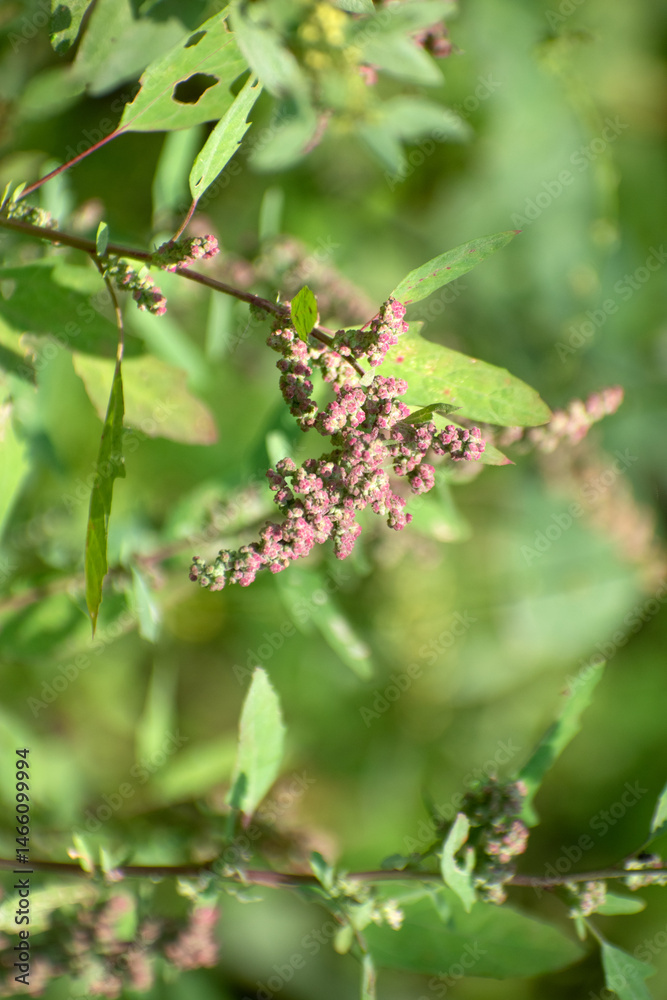 Small flowers on green tree spinach foliage in an outdoor natural setting. Small flowers on green tree spinach foliage in an outdoor natural setting.