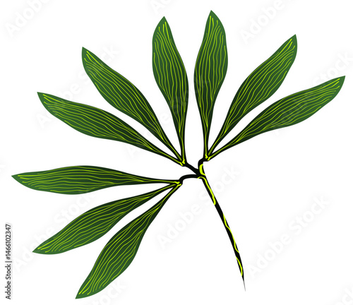 vector illustration of a leaf set with parallel venation