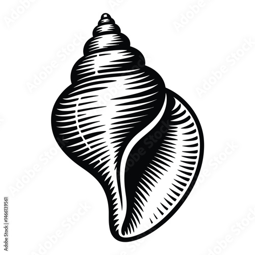Black and White Illustration of a Spiral Seashell
