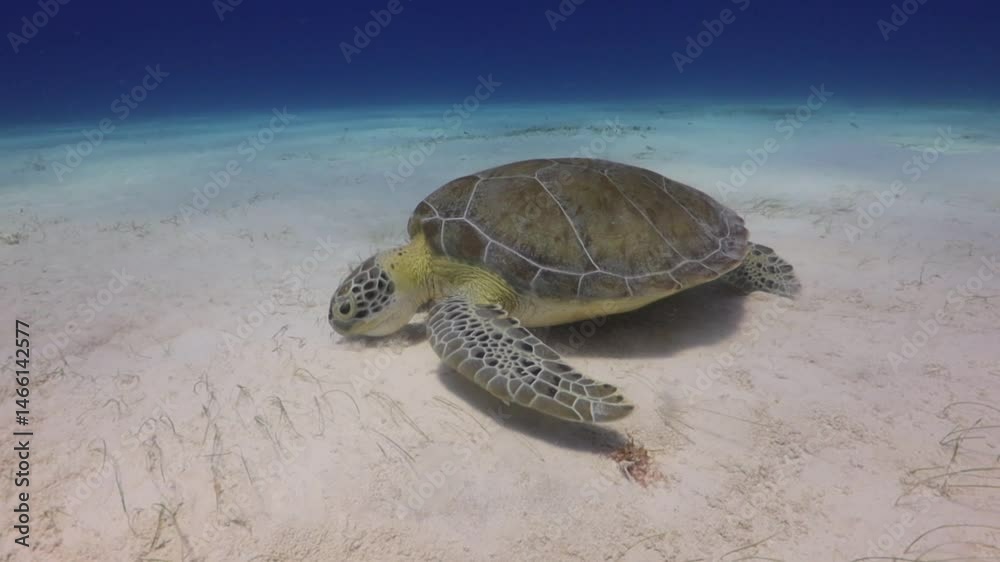 tortuga verde comiendo pasto marino en el fondo del mar