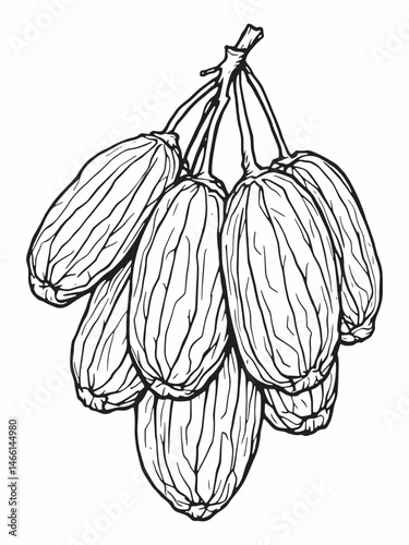 Date fruits fresh sweet dried healthy line art clean drawin.eps