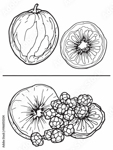 dried fruit abstract line art in modern design.eps