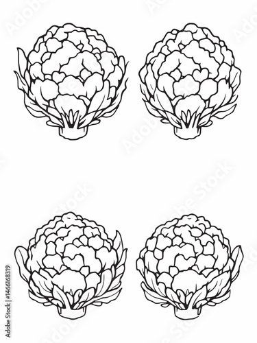 Fresh raw cauliflower line art illustration style.eps