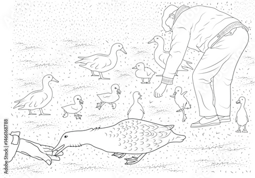 Illustration of Man Feeding Ducks and Ducklings, Black and white line art illustration showing a man bending down to feed a group of ducks and ducklings on the grass. Depicts human interaction with 