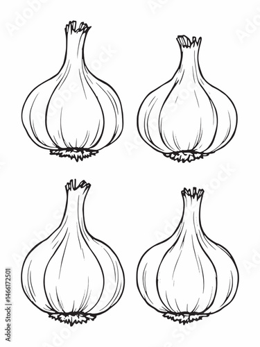Garlic cloves line art elegant black and white sketch.eps