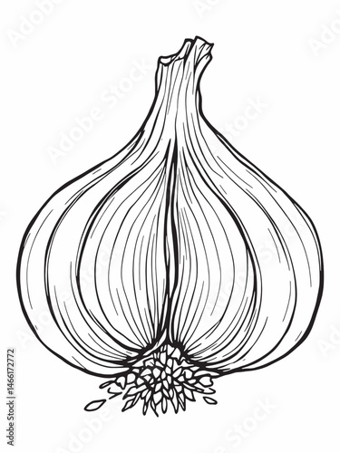 garlic line art drawing isolated on a clean canvas.eps