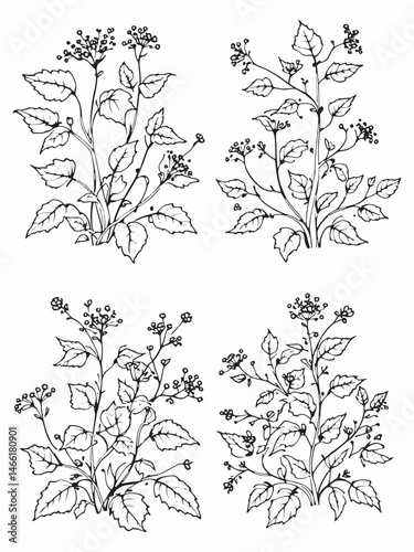 Gypsywort line art botanical drawing black ink.eps photo