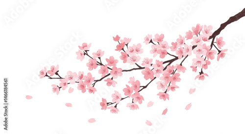 sakura branch with pink cherry blossoms, PNG