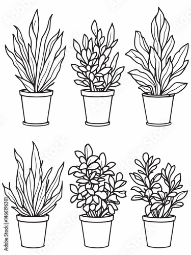Jade Plant line art minimalist botanical drawing design.eps
