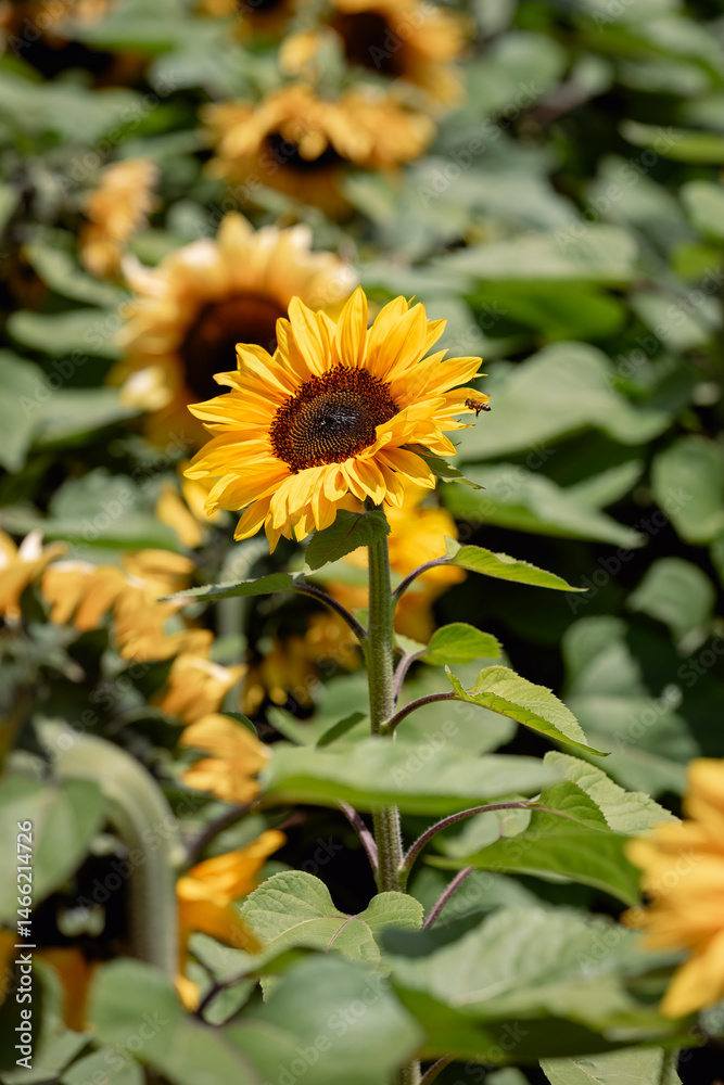 Obraz premium Sunflowers and Bees