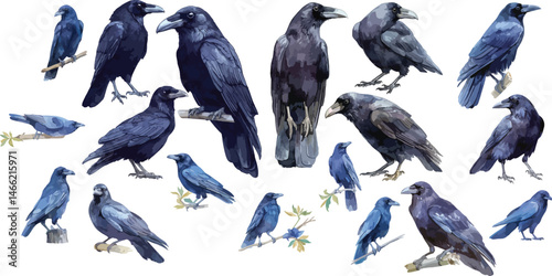crow watercolor clipart