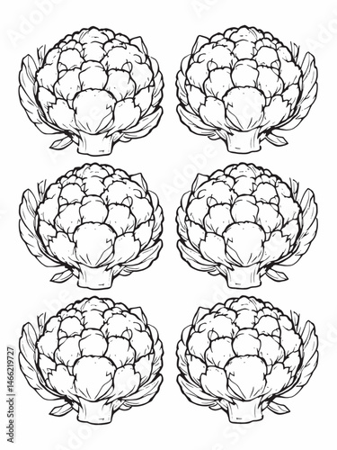 Natural and fresh cauliflower simple line art drawing.eps