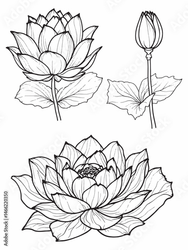 nature lotus flower pure calm elegant line art drawing.eps