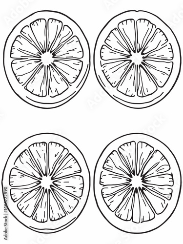 orange fruits arranged for minimalist design line art.eps