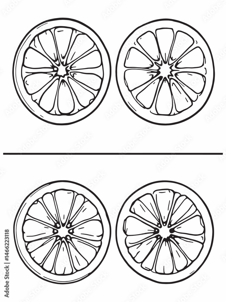 Fototapeta premium orange fruits arranged on white background line art.eps