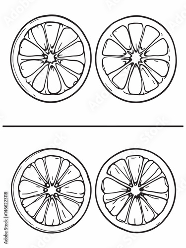 orange fruits arranged on white background line art.eps