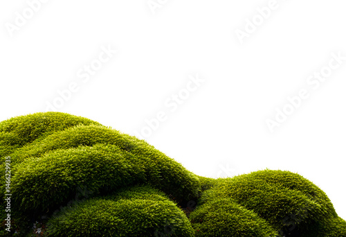 Bright green moss-covered rock mound isolated on white background showing lush vegetation and ecological ground texture.