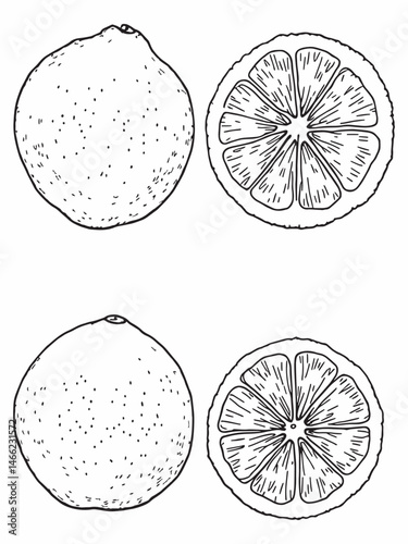 Pink grapefruit citrus fruit line art modern style.eps