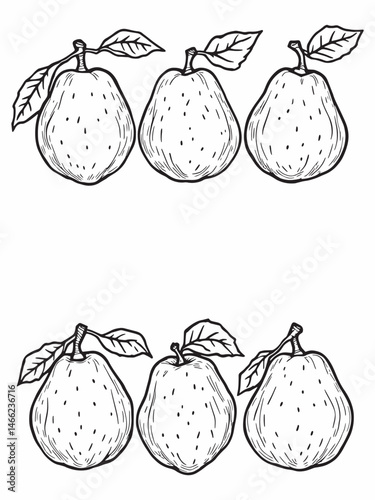 Quince fruit line art drawing with pot details.eps