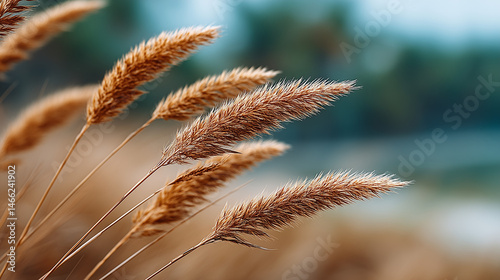 Autumnal Pampas Grass: Gold...