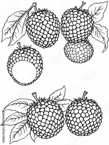 Red Lychee fruit artistic line art drawing image.eps