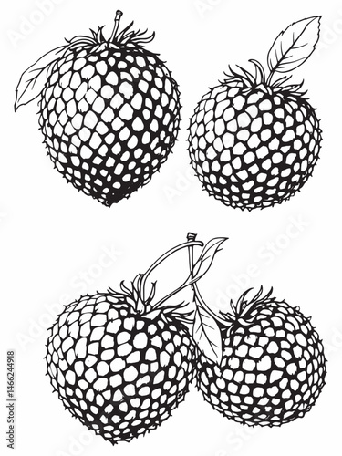 Red Lychee fruit simple line art drawing concept.eps