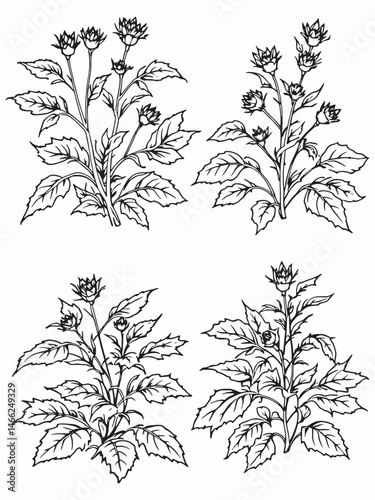 roselle line art simple yet beautiful floral representation.eps