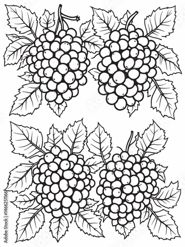 Salal berry line art illustration for botanical lovers.eps