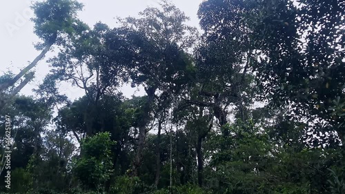 Tilt-down view of a forest landscape with tall, dense green trees and a misty environment