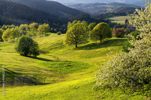 Scenic Landscape view and flowering tree in Povraznik, Polana Mountain, Slovakia