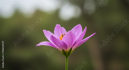 Nature Beauty Captured in a Stunning Flower