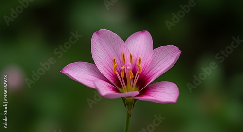 Ultra-Realistic Nature Flower Image with Detailed Petal Structure
